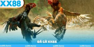 Đá Gà XX88 thumb