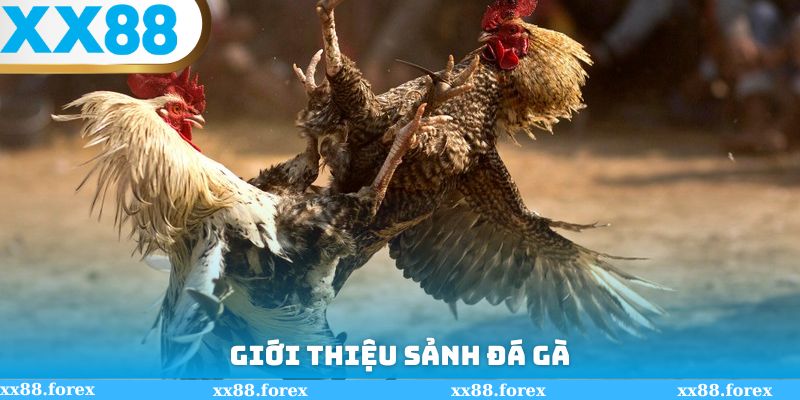 Giới thiệu sảnh đá gà